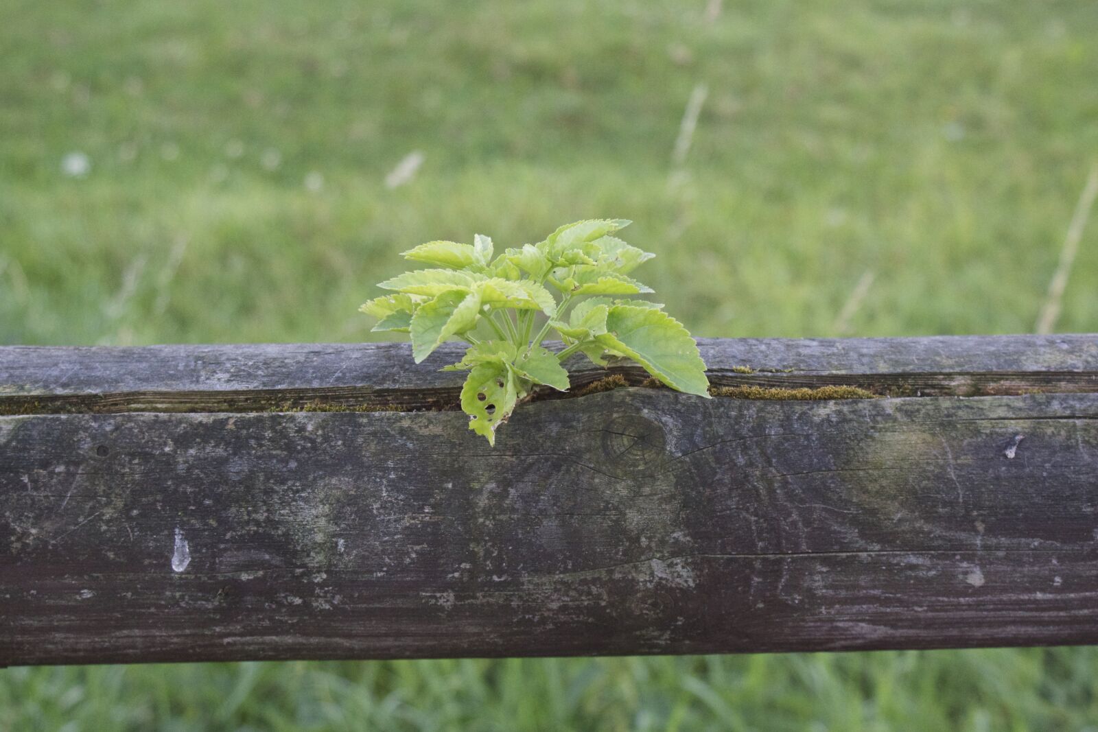 Sony SLT-A77 + Sony DT 18-70mm F3.5-5.6 sample photo. Plant, wooden beams, fence photography