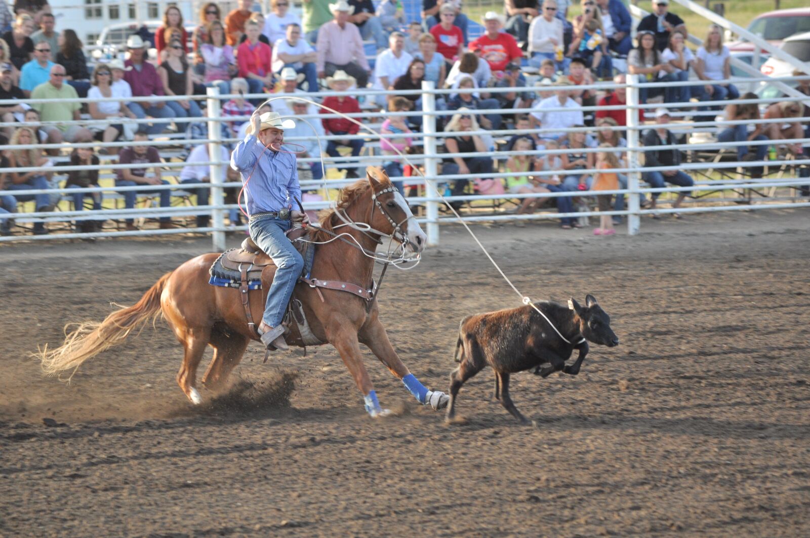 Nikon D5000 sample photo. Horse, rodeo, cowboy photography