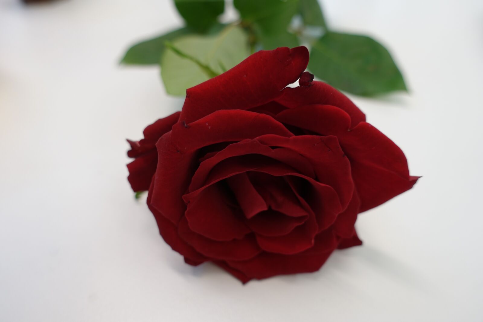 Sony Cyber-shot DSC-RX100 III sample photo. Red rose, love, heart photography
