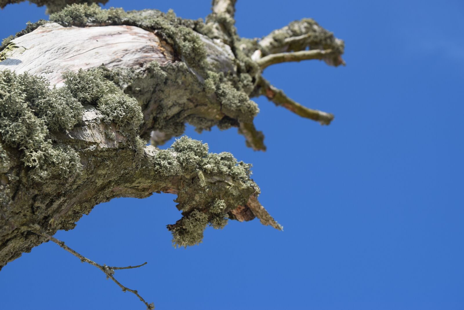 Nikon D5300 sample photo. Landscape, sky, tree photography