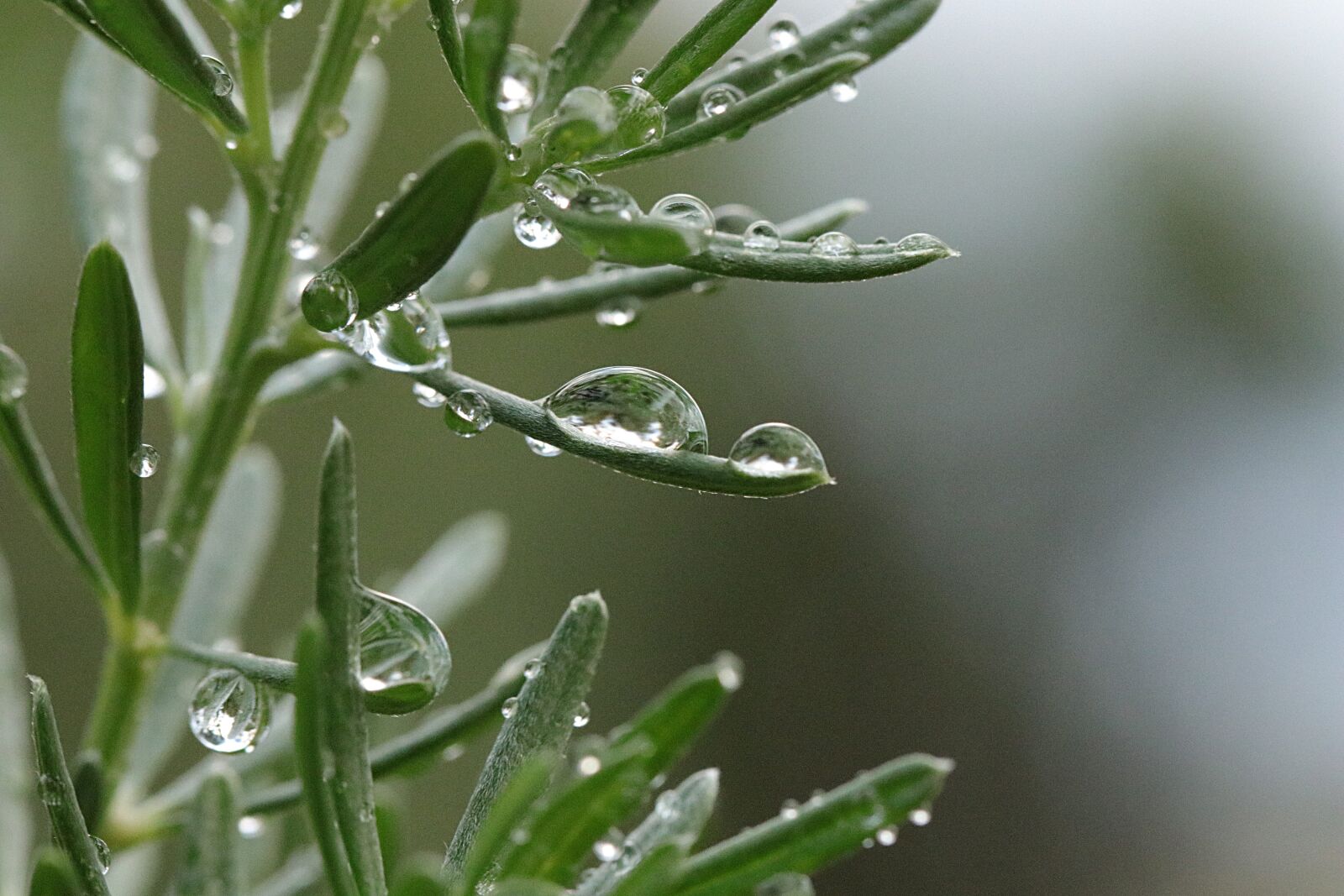 Canon EOS 80D sample photo. Plant, dew, raindrop photography
