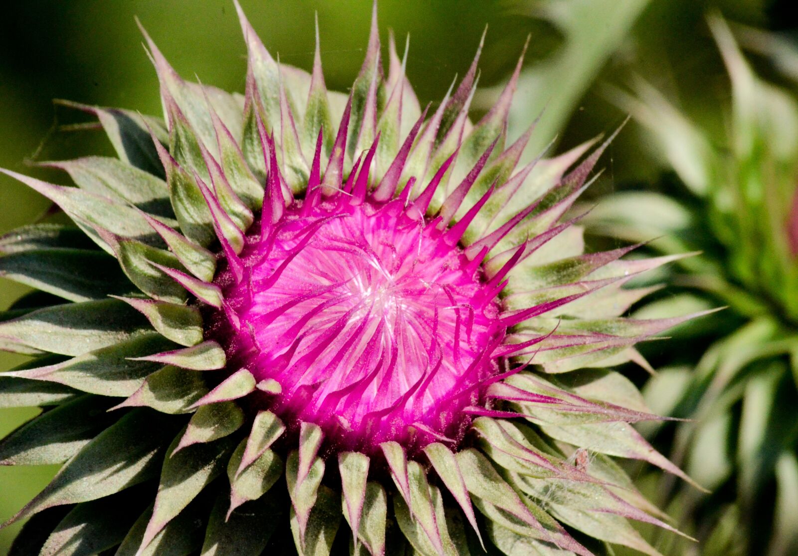 Nikon D7000 sample photo. Spina, flower, skewer photography
