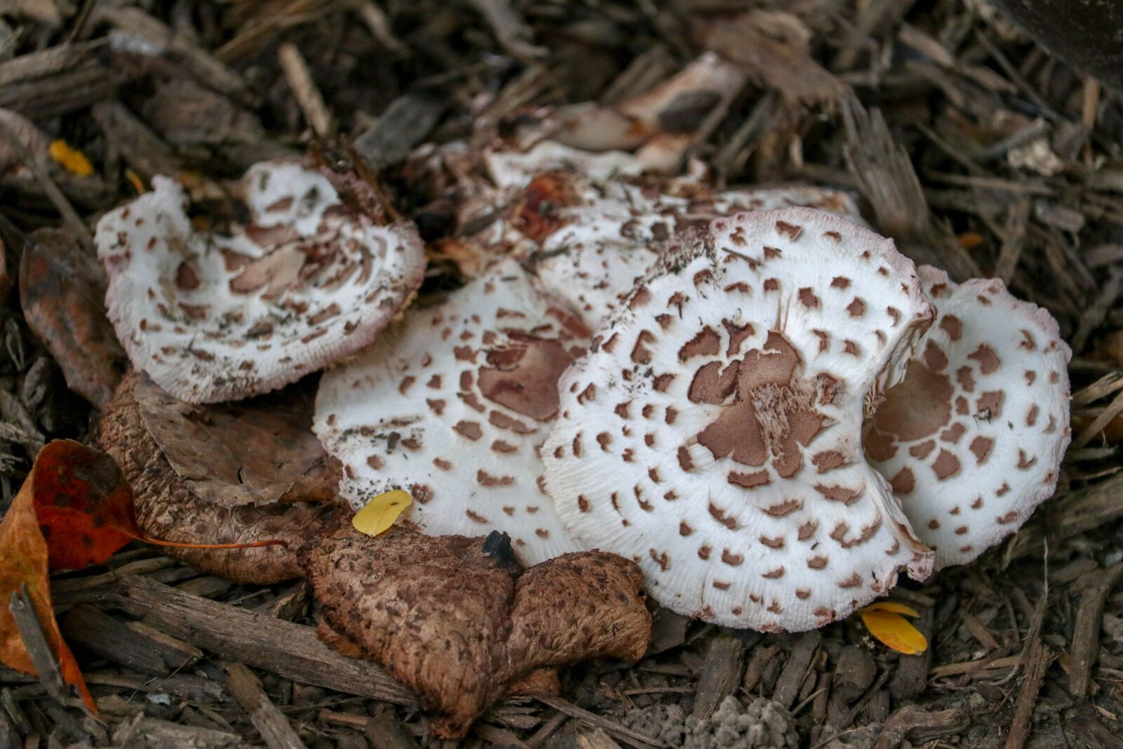 Canon EF-S 55-250mm F4-5.6 IS STM sample photo. Fungus, mushroom, nature photography