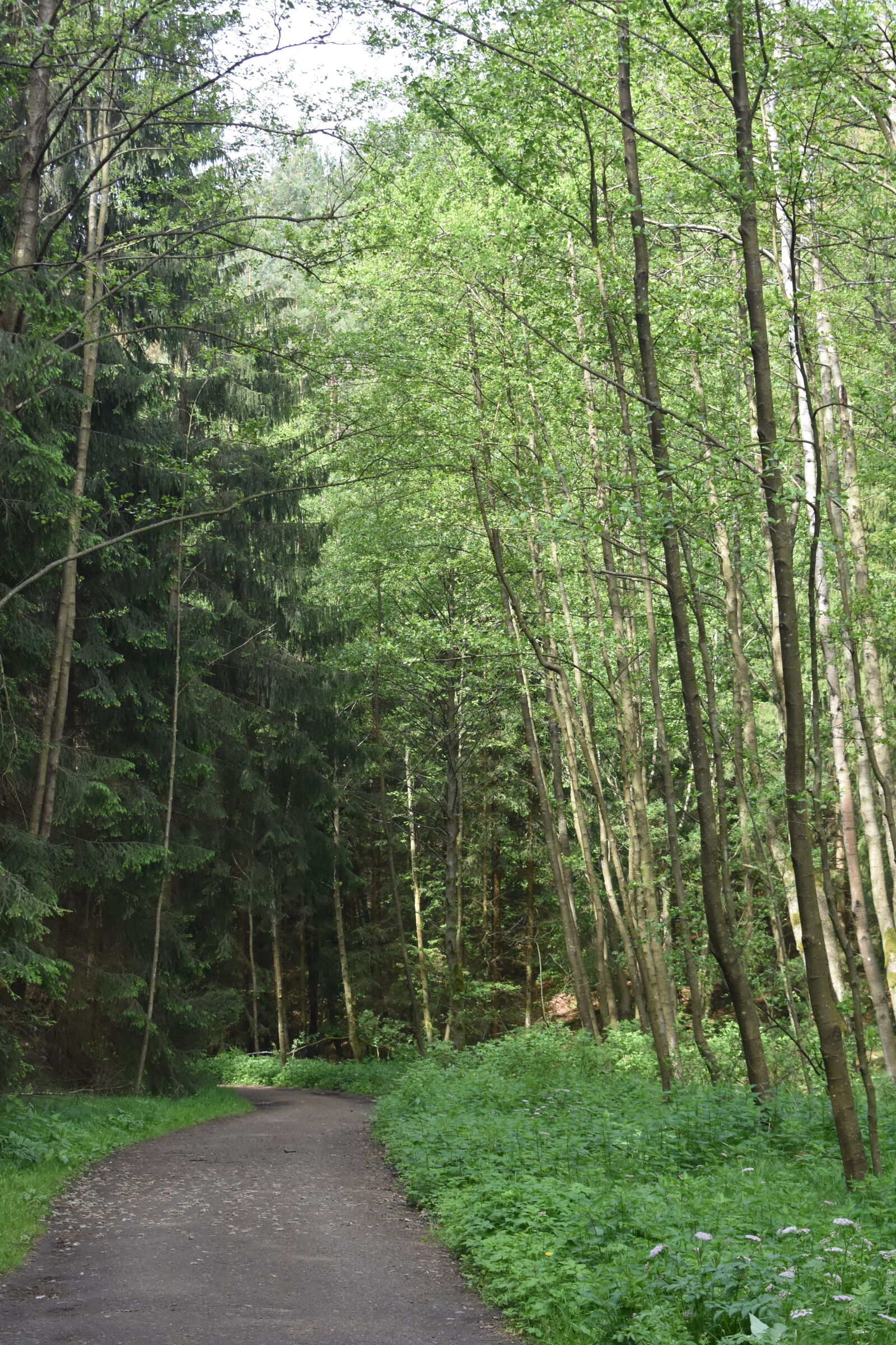 Nikon D3400 sample photo. Path, forest, mountain photography