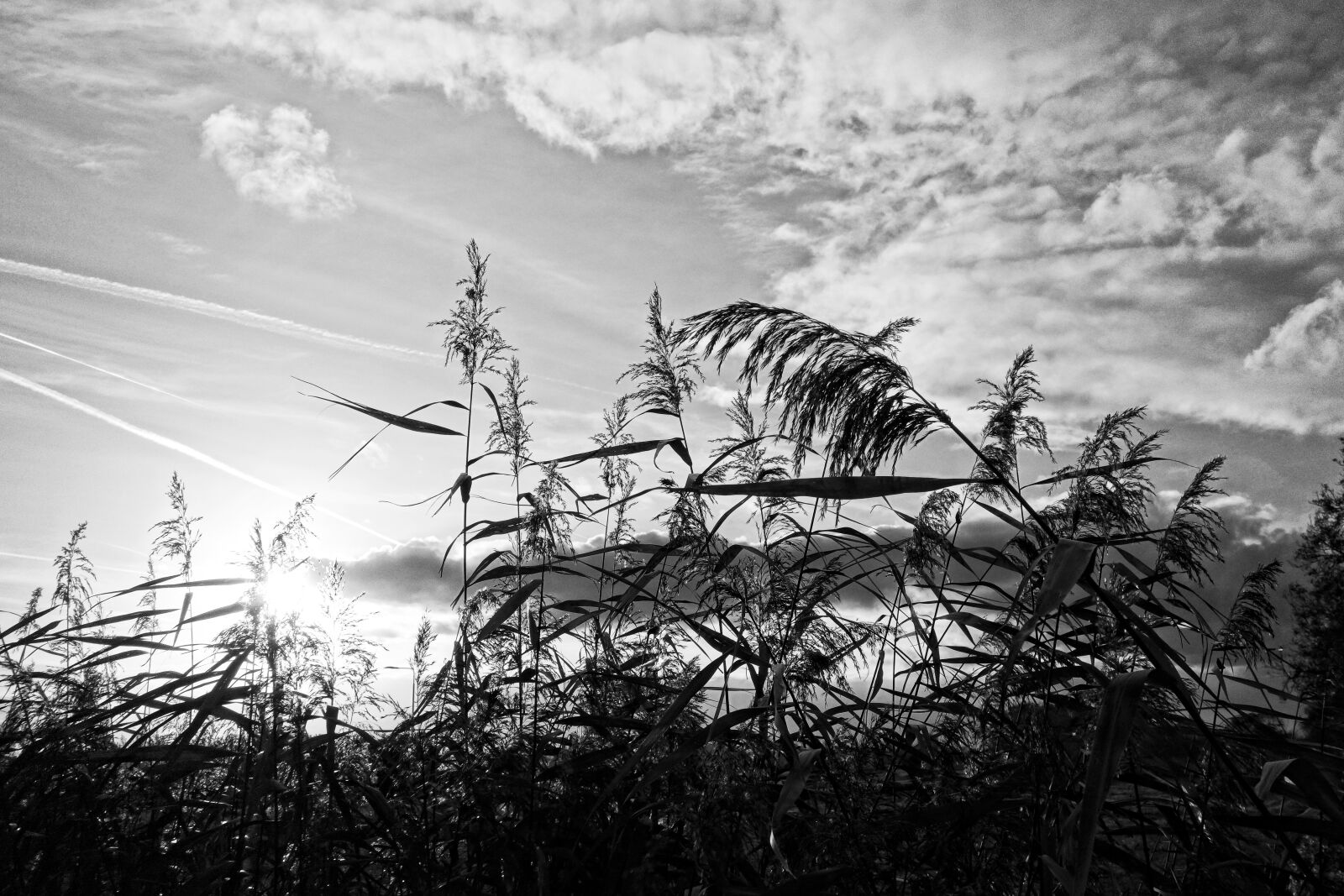 Sony Cyber-shot DSC-RX100 sample photo. Reeds, plumes, vegetation photography