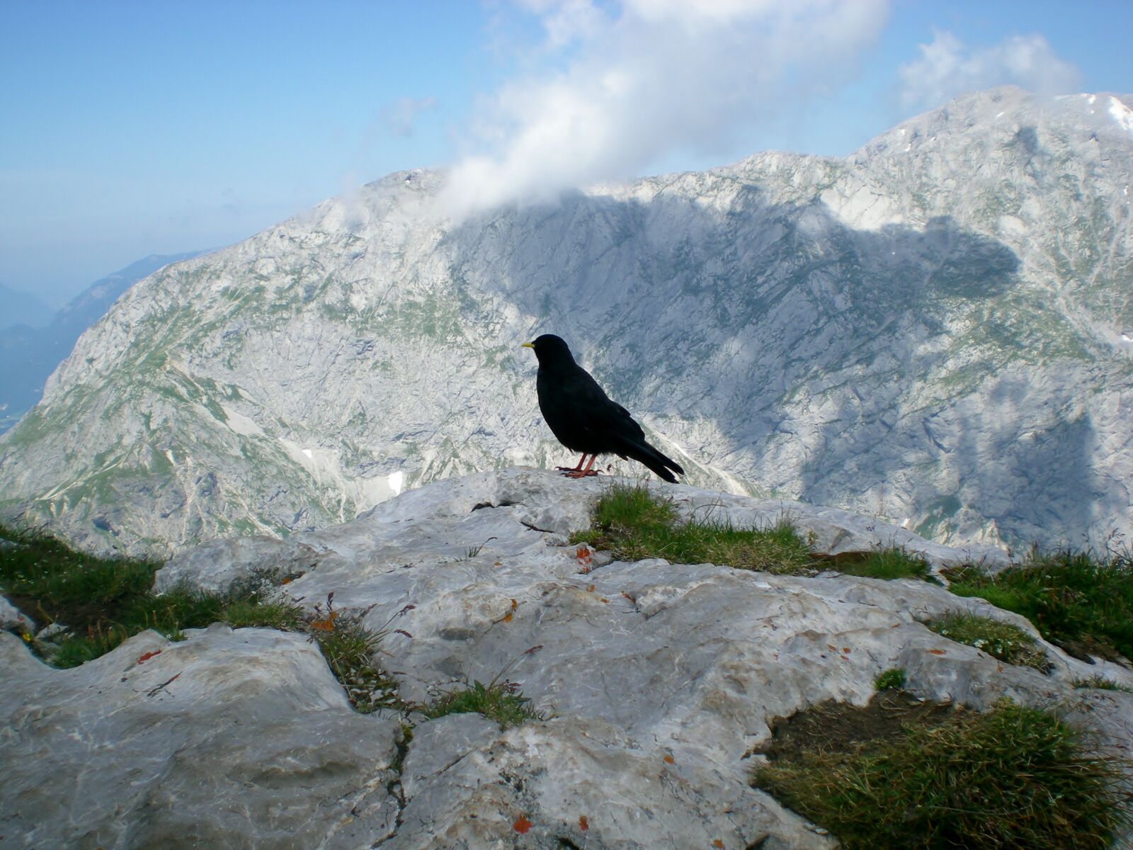 Nikon COOLPIX S200 sample photo. Crow, bird, jackdaw photography