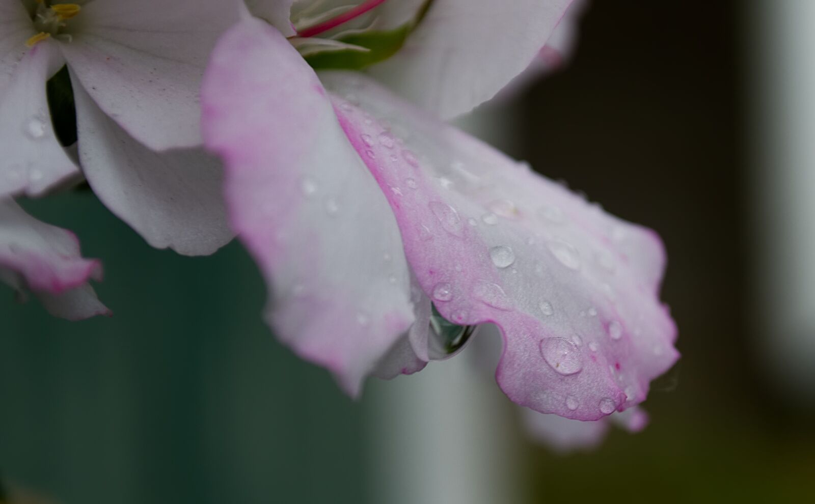 Nikon D3100 sample photo. Water, drop of water photography