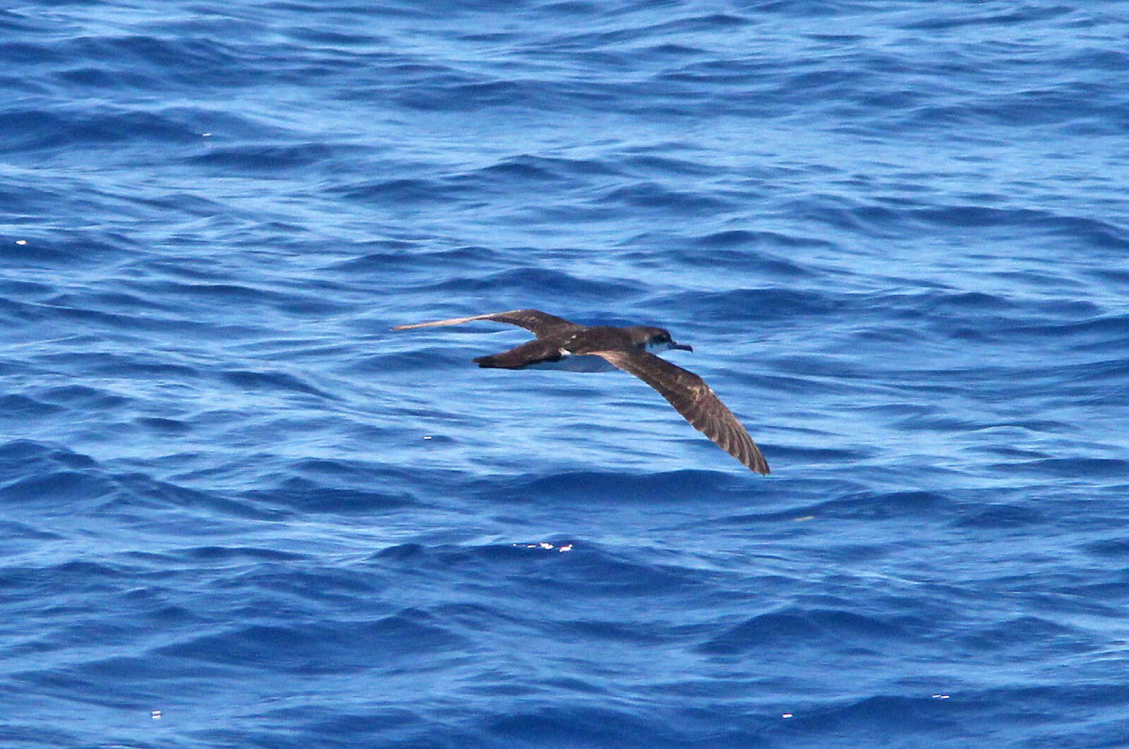 Canon EF 300mm F4L IS USM sample photo
