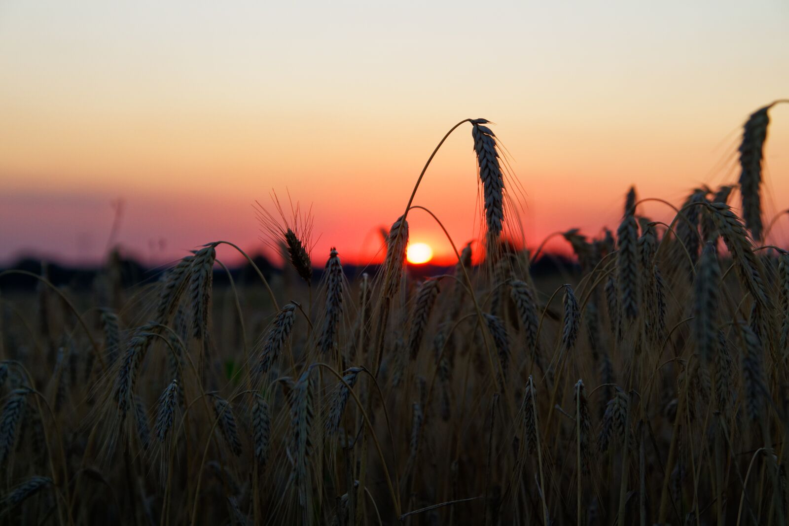 Canon EOS 1300D (EOS Rebel T6 / EOS Kiss X80) sample photo. Grain, field, wheat photography