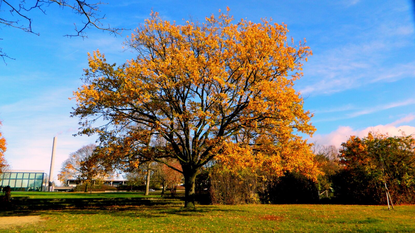 Nikon Coolpix L120 sample photo. Tree, autumn, park photography