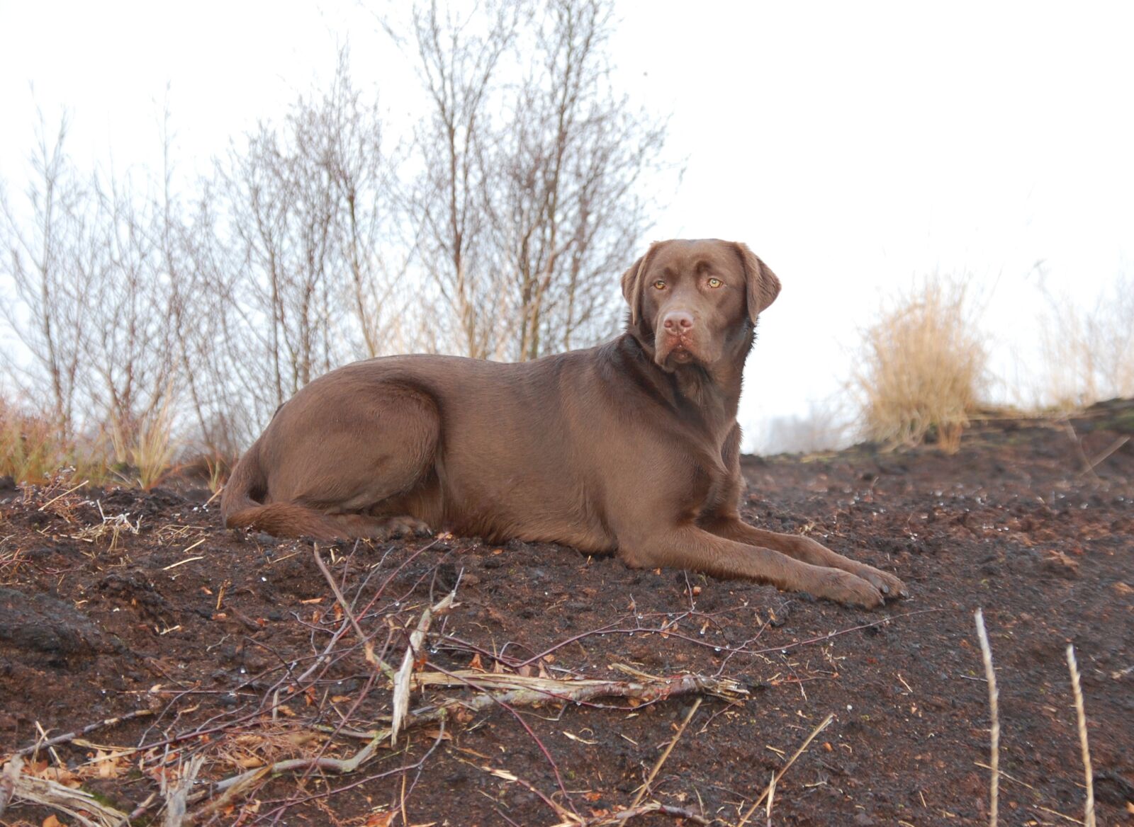Nikon D40 sample photo. Dog, hunting, hunting dog photography