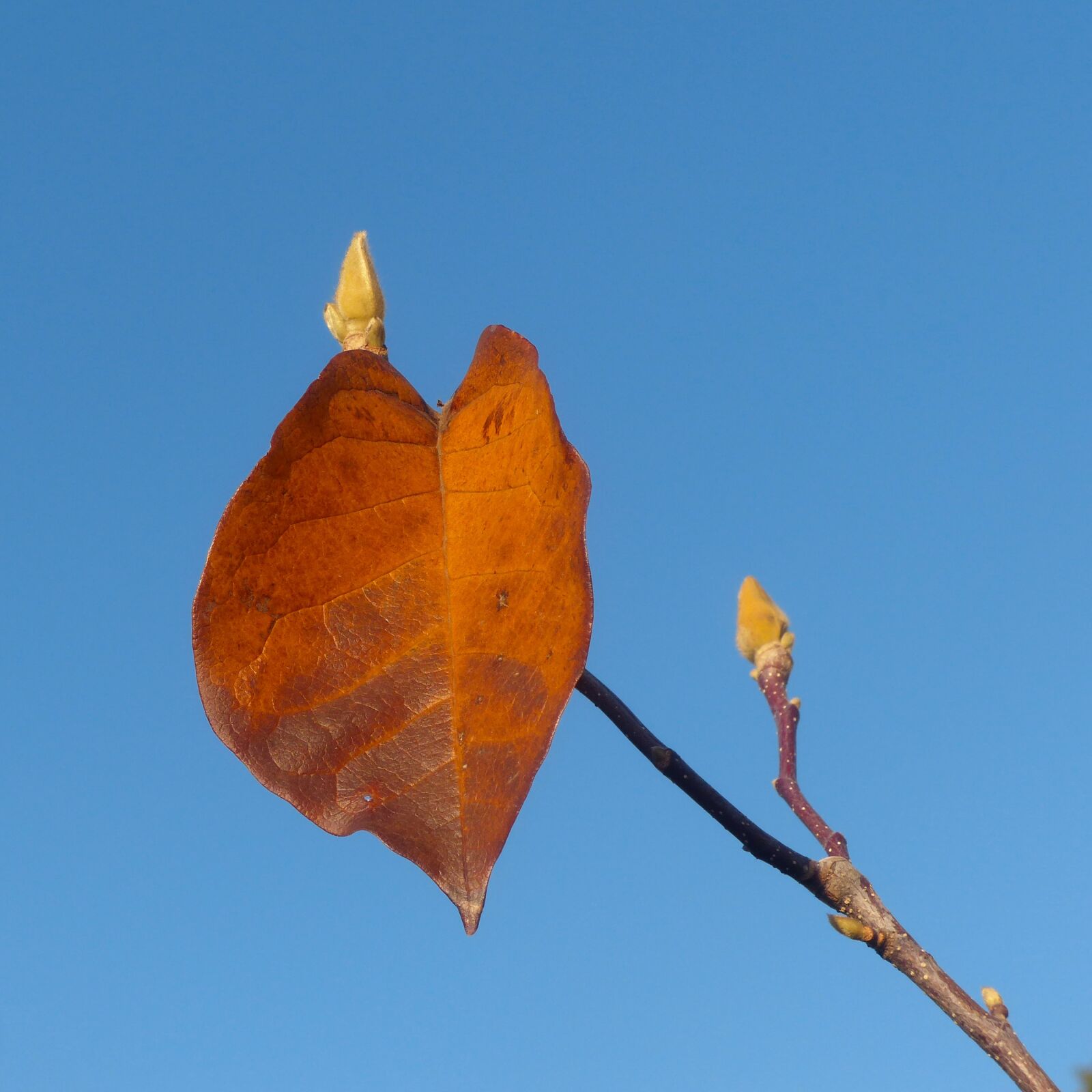 Panasonic Lumix DMC-FZ200 sample photo. Autumn leaf, sheet, orange photography