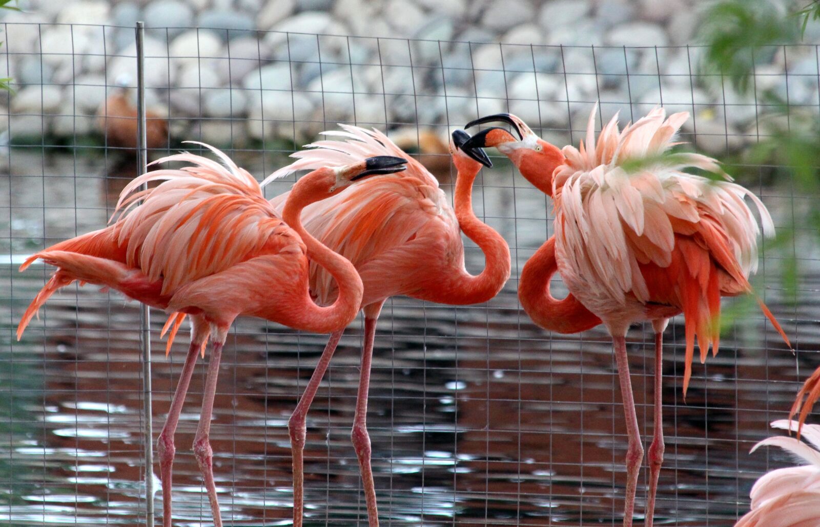 Canon EOS 650D (EOS Rebel T4i / EOS Kiss X6i) sample photo. Flamingo, phoenicopterus roseus, nature photography