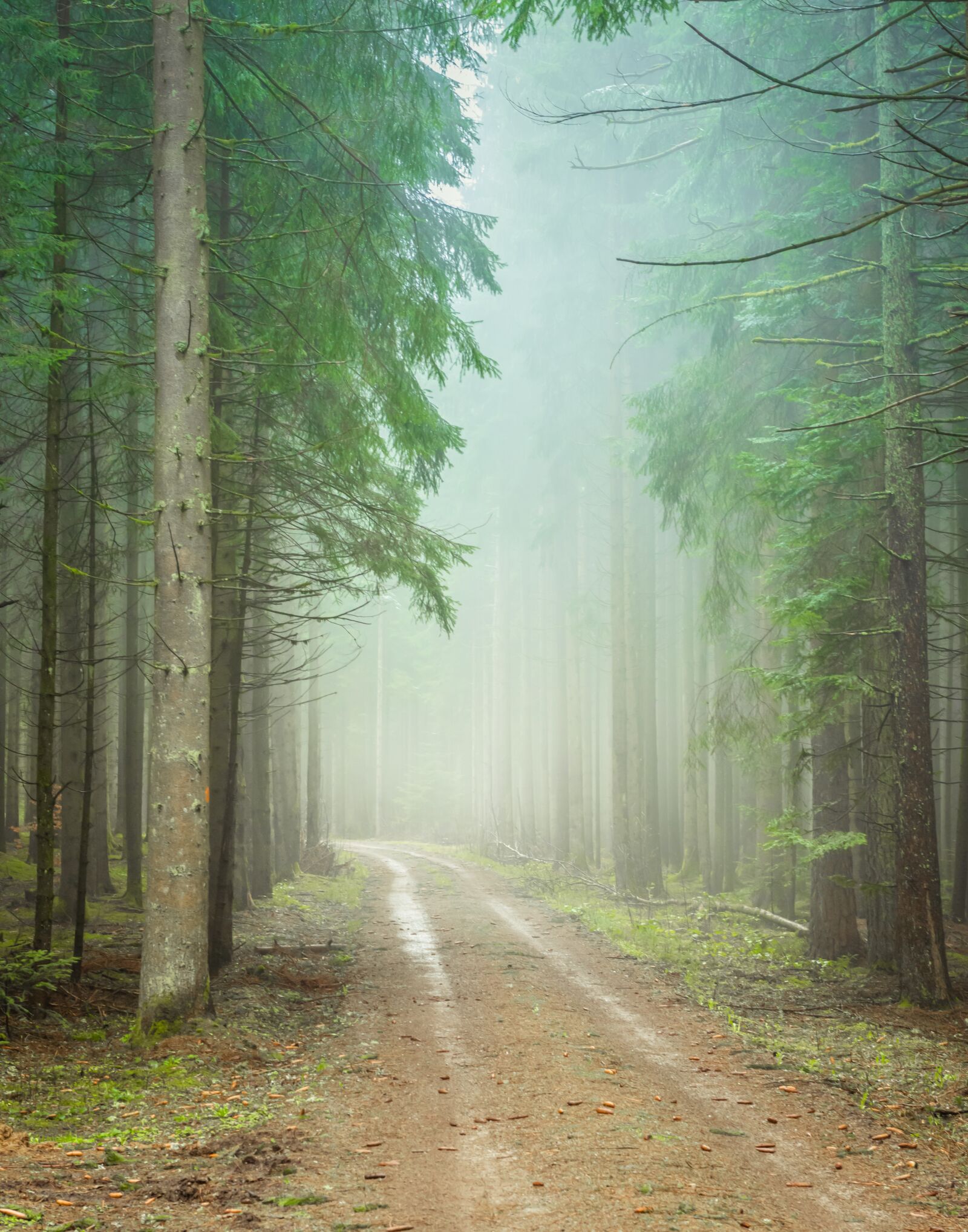 Nikon D750 sample photo. Forest path, foggy, trueb photography