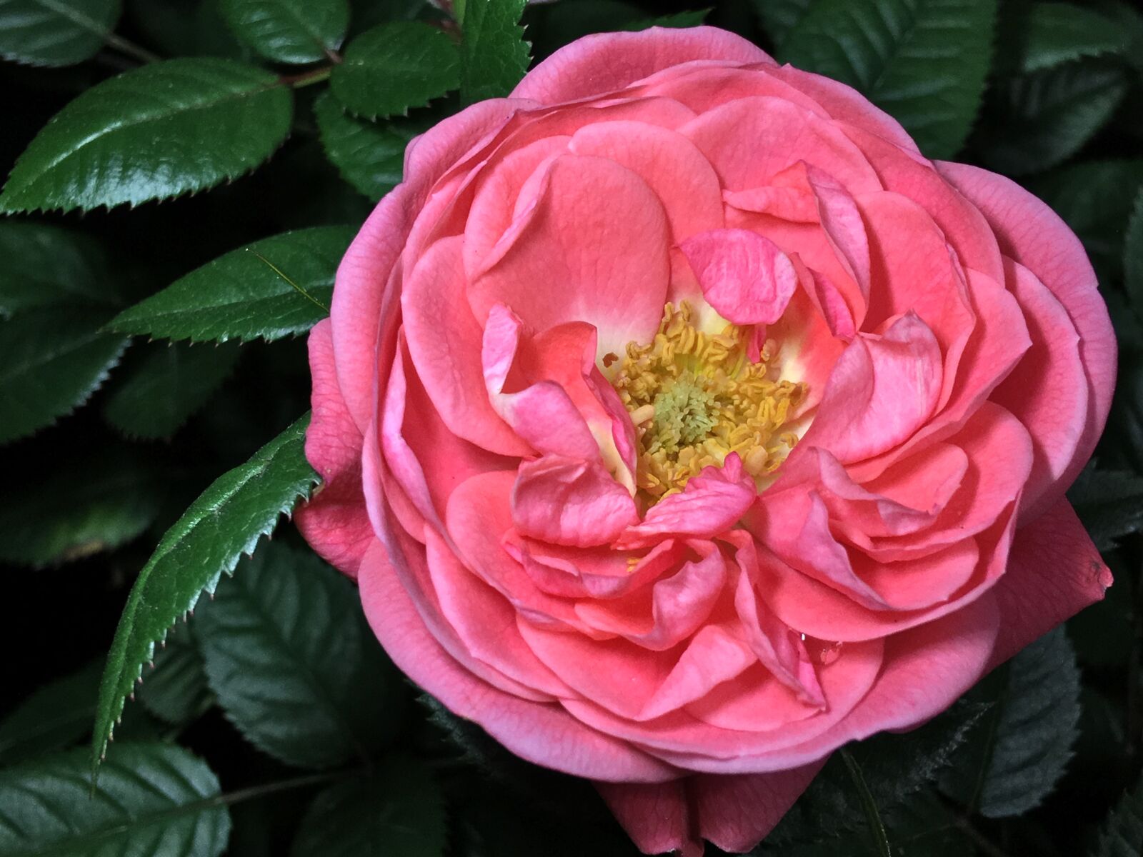 iPhone 6s Plus back camera 4.15mm f/2.2 sample photo. Pink rose, rosa, flowers photography