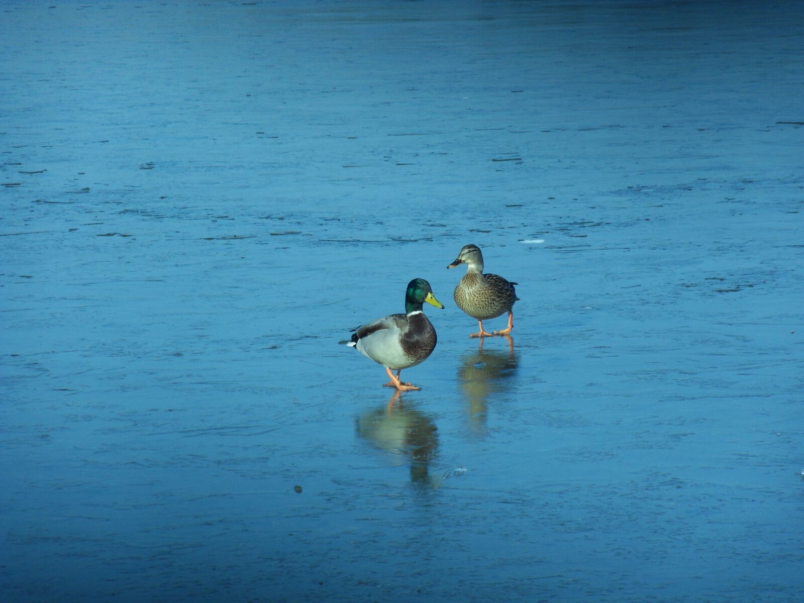 Samsung WB500, WB510 / VLUU WB500 /  HZ10W sample photo. Drake and duck, ice photography