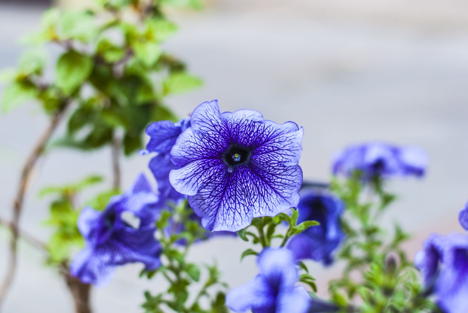 Nikon D60 sample photo. Flower, bella, nature photography