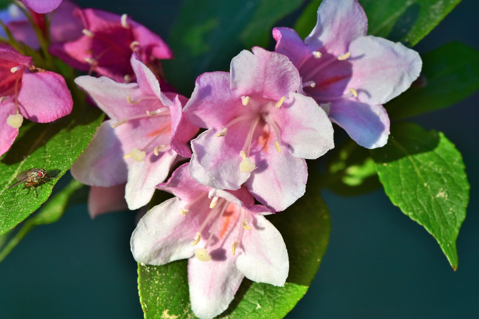 Nikon D7200 sample photo. Jasmin, jasmine flower, mock photography