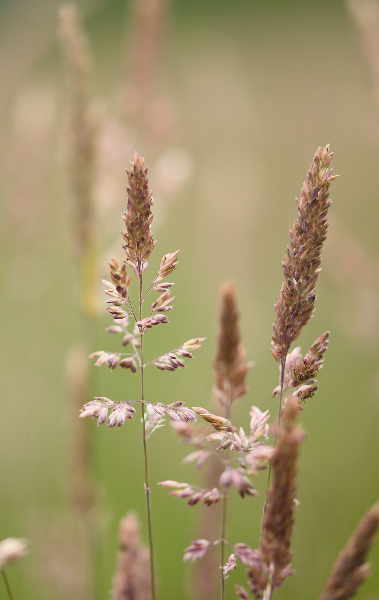 Nikon D7200 sample photo