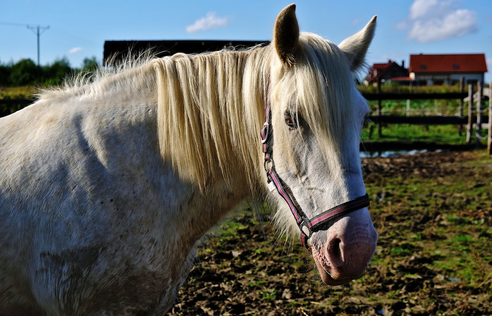 Fujifilm XF 18-55mm F2.8-4 R LM OIS sample photo. The horse, white, pen photography