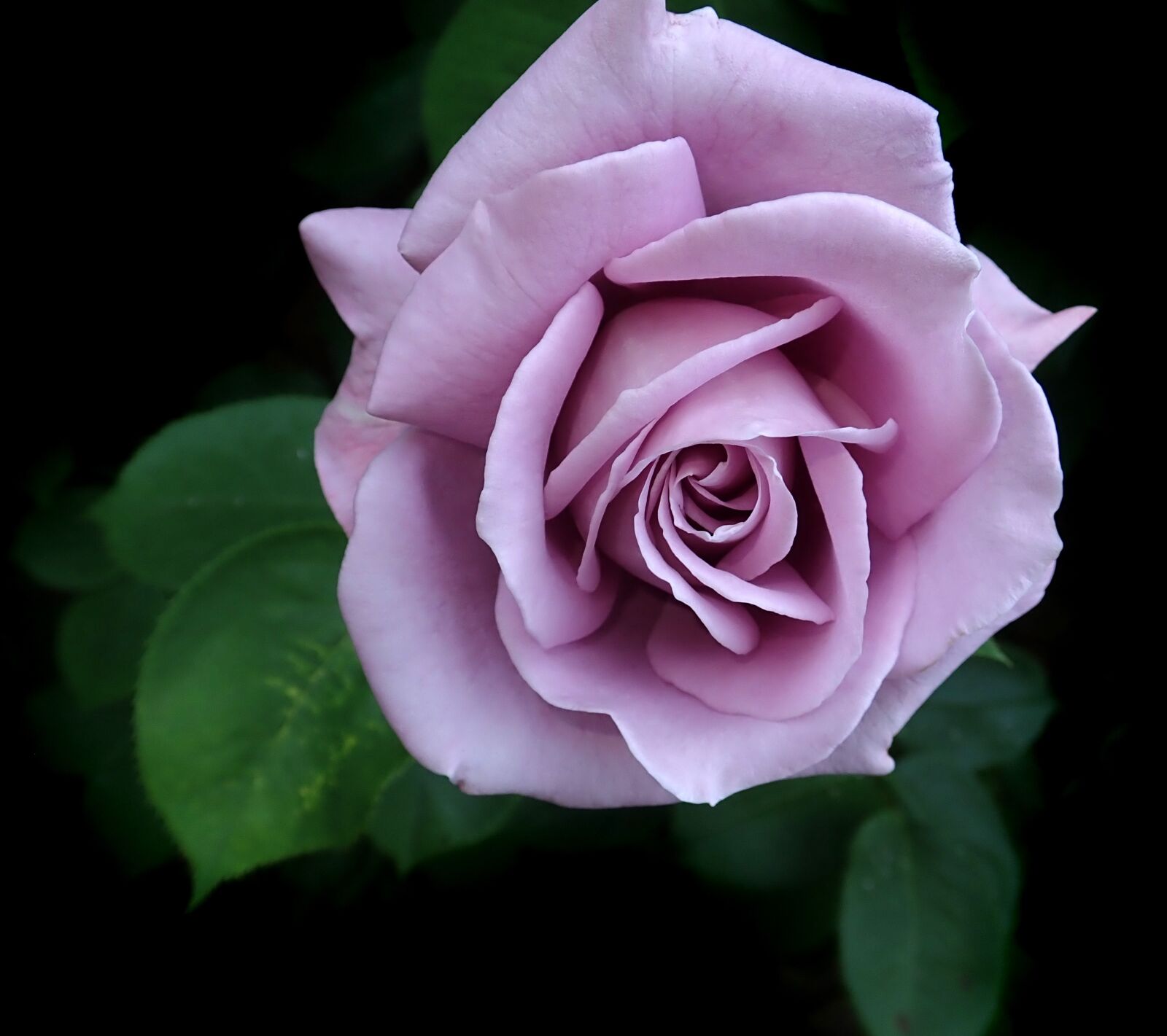 Olympus TG-5 sample photo. Rose, flower, perfume photography