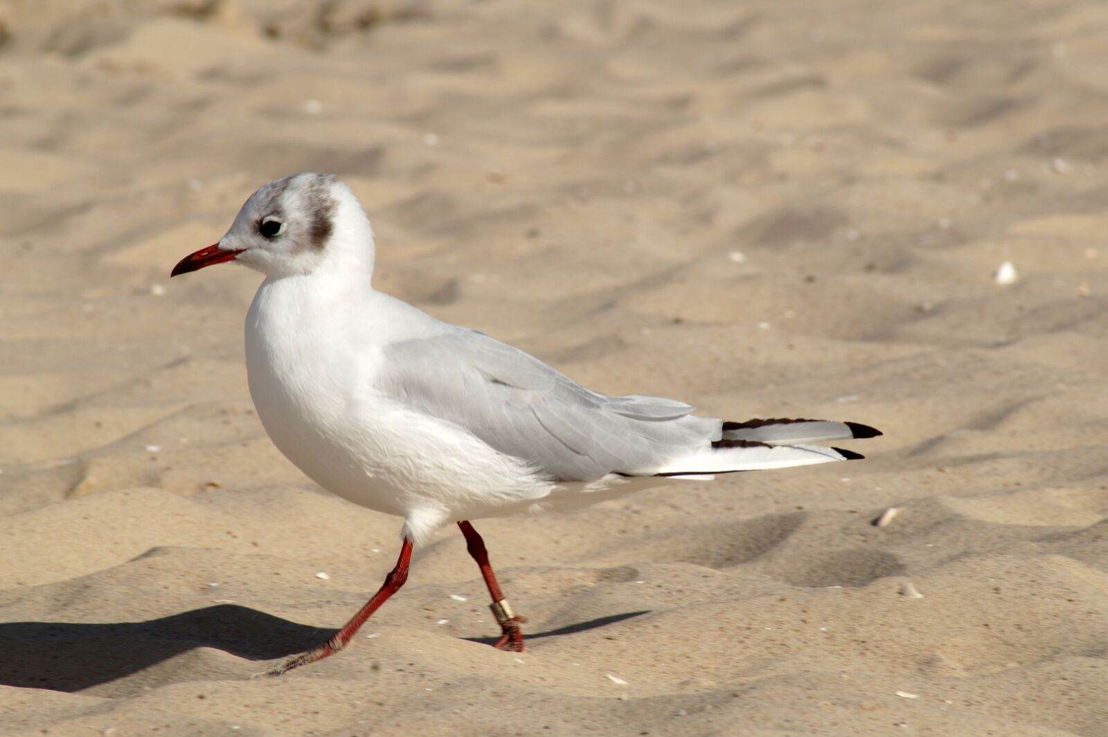 Sony SLT-A58 sample photo. Bird, seagull, water bird photography