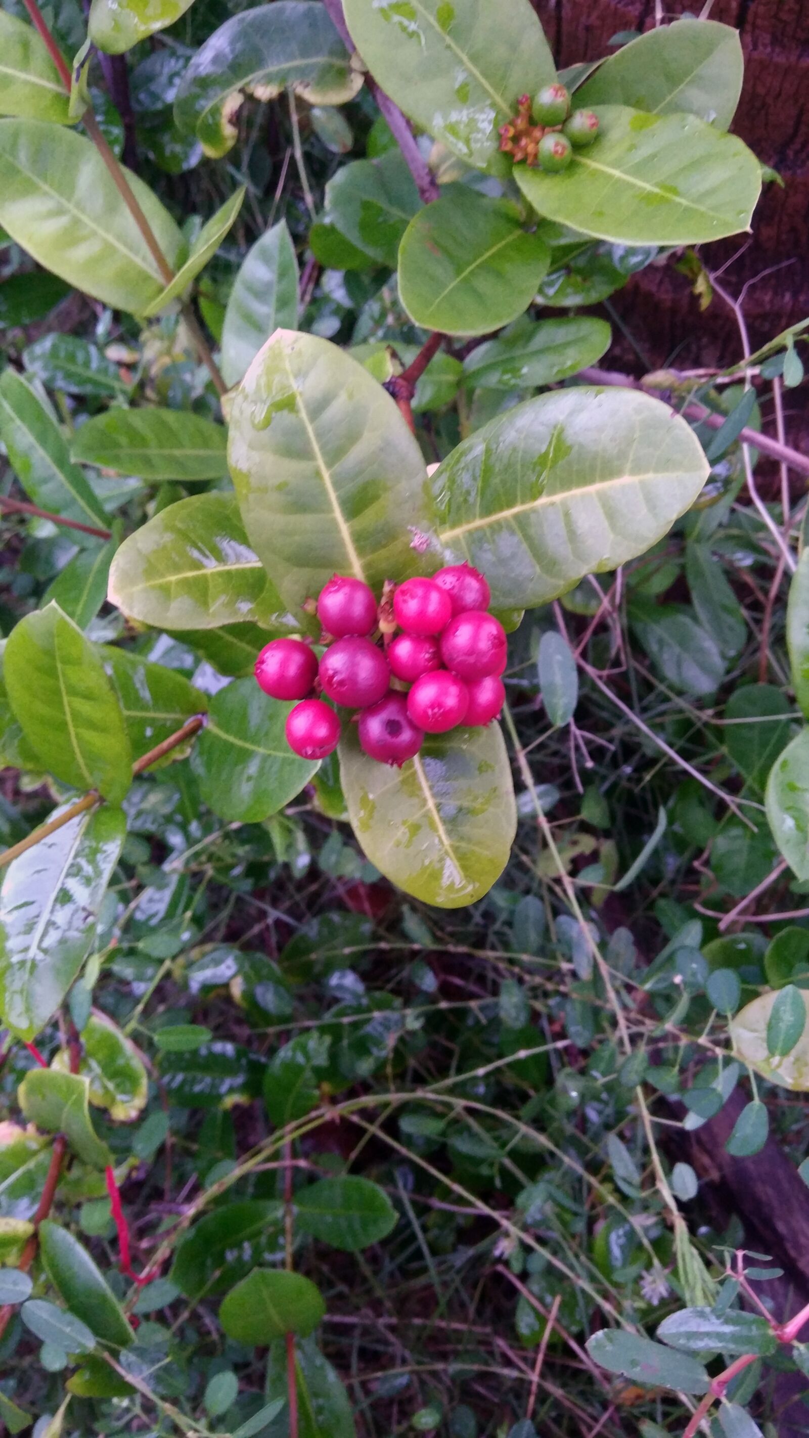Xiaomi MIX sample photo. Green, nature, flower photography