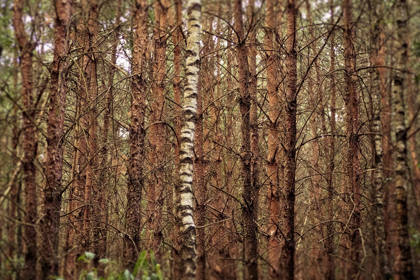 Olympus OM-D E-M10 sample photo. Forest, trees, nature photography