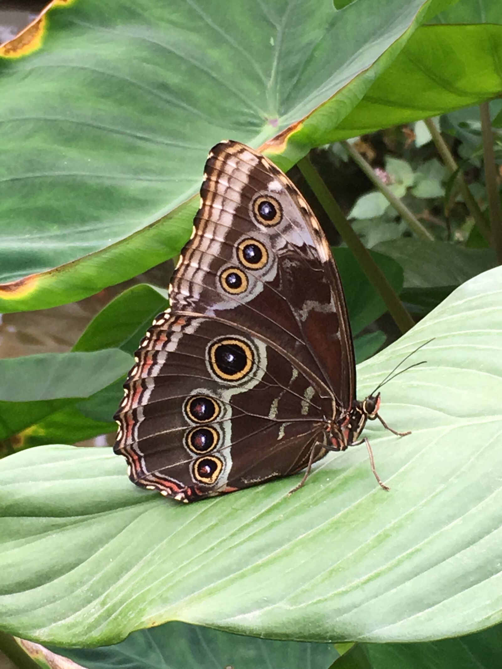 iPhone SE back camera 4.15mm f/2.2 sample photo. Butterfly, wing, tender photography