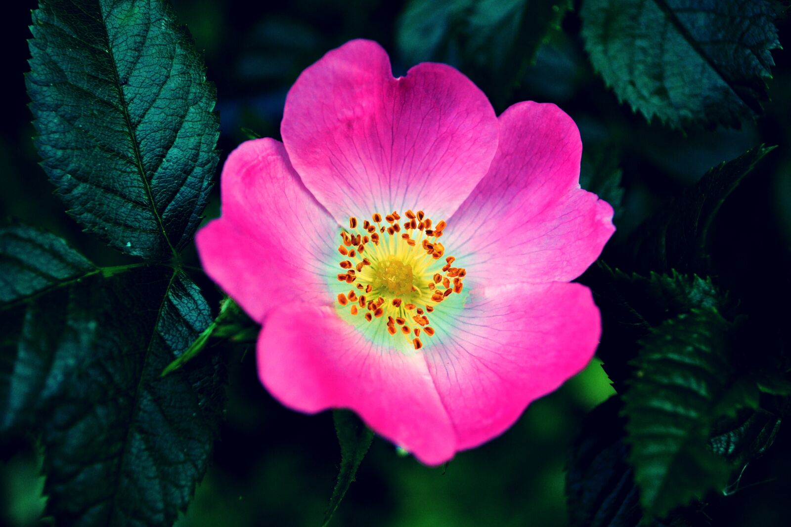 Nikon D3100 sample photo. Pink, rose, flower photography