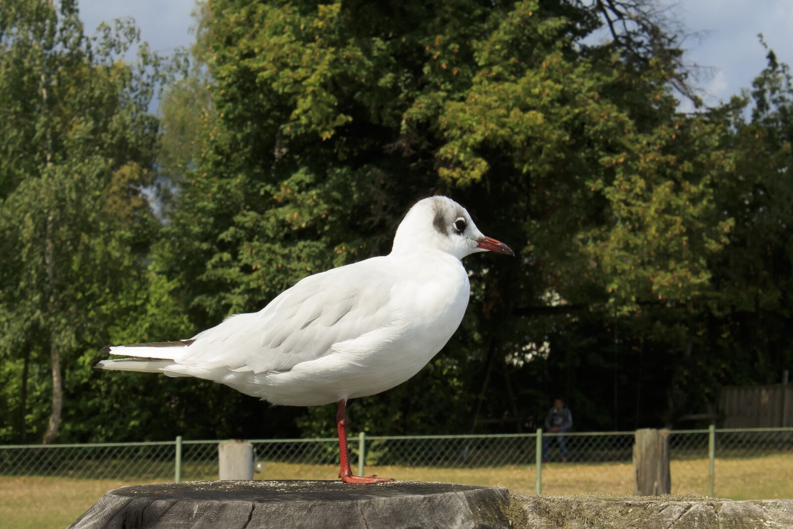 Canon EOS 1300D (EOS Rebel T6 / EOS Kiss X80) sample photo. Seagull, pier, pile photography