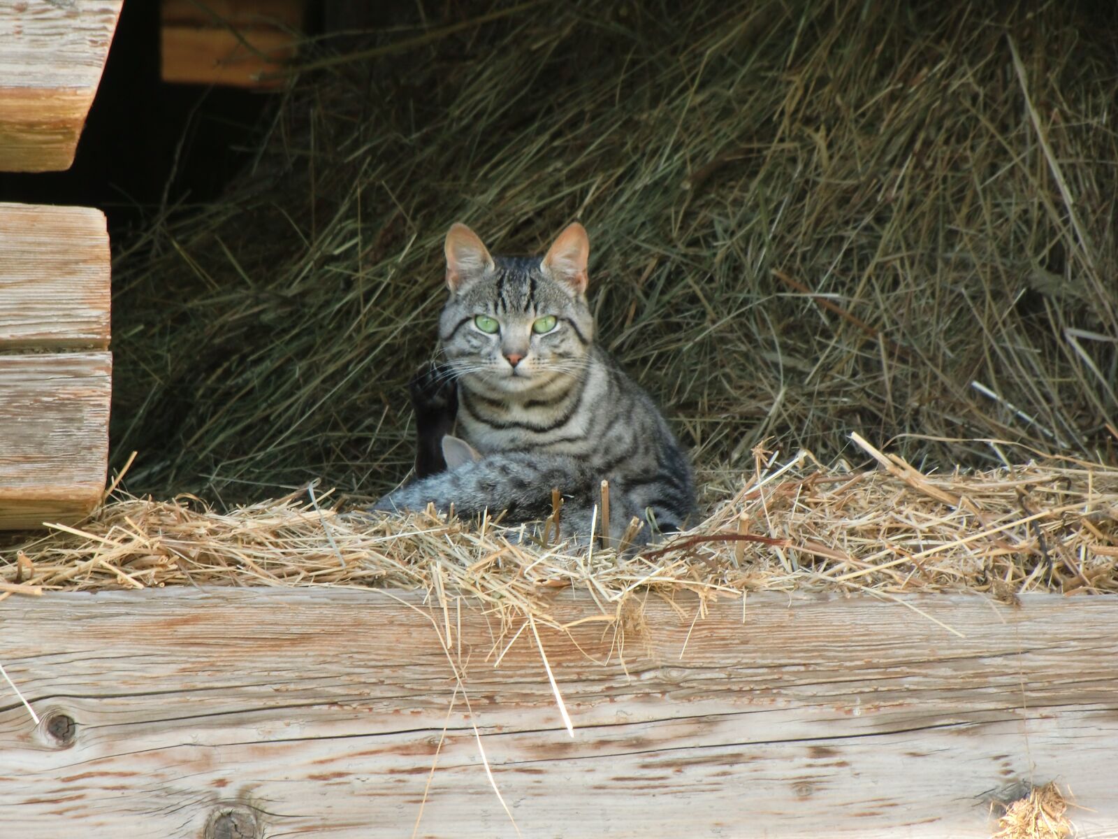 CASIO EX-H10 sample photo. Cat, hay, sweet photography