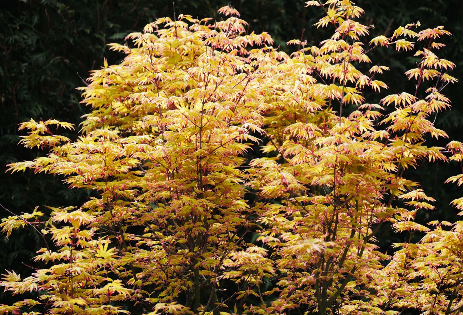 Panasonic Lumix DMC-GX8 sample photo. Japanese maple, spring, foliation photography