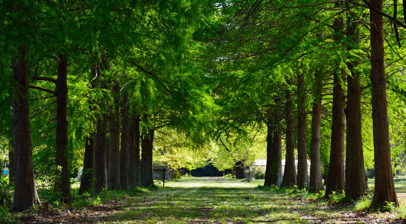 Nikon D7100 sample photo. Trail, landscape, pine photography
