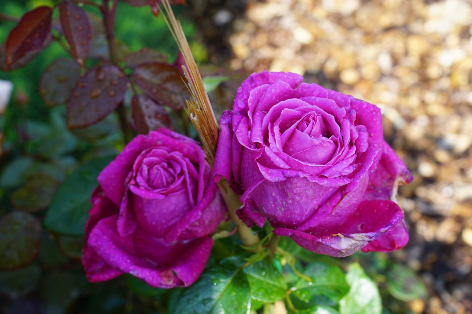 Sony ILCA-77M2 sample photo. Rose, pink, love photography