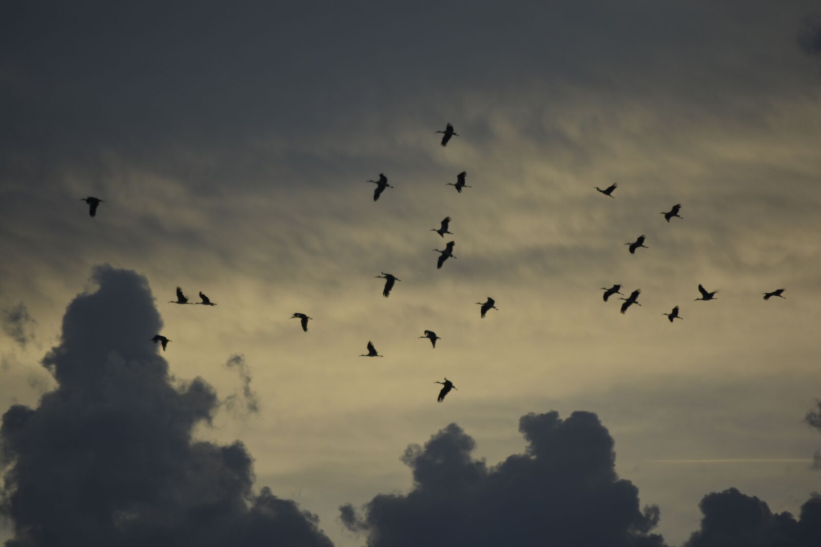 Nikon D5200 sample photo. Storks, birds, animals photography