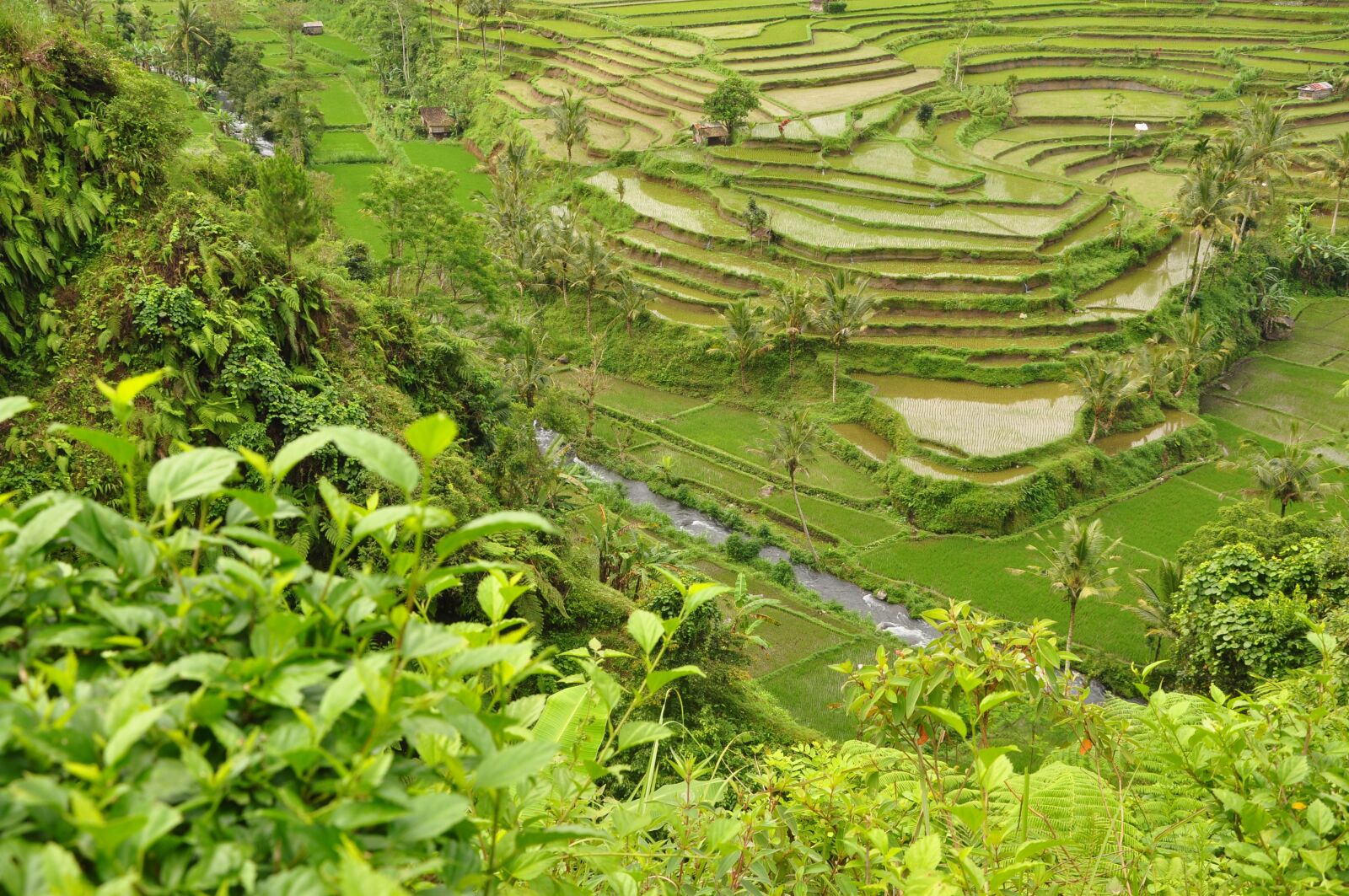 Nikon D90 sample photo. Rice, to, bali photography