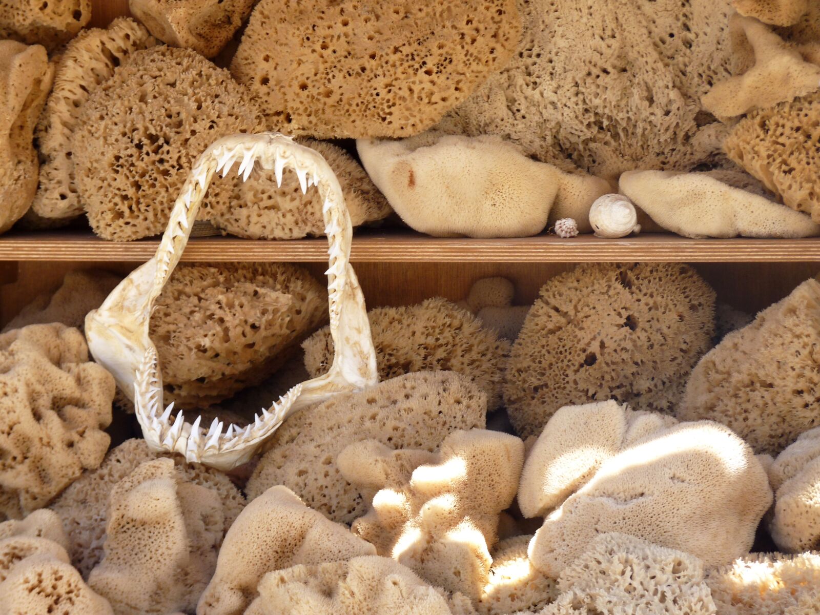 Panasonic Lumix DMC-FZ35 (Lumix DMC-FZ38) sample photo. Shark, sponge, sea photography