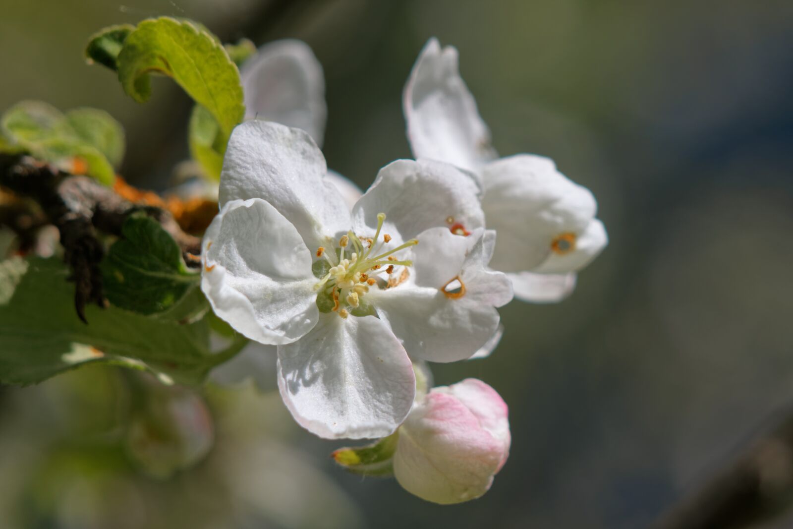 Canon EOS 500D (EOS Rebel T1i / EOS Kiss X3) sample photo. Garden, tree, apple tree photography