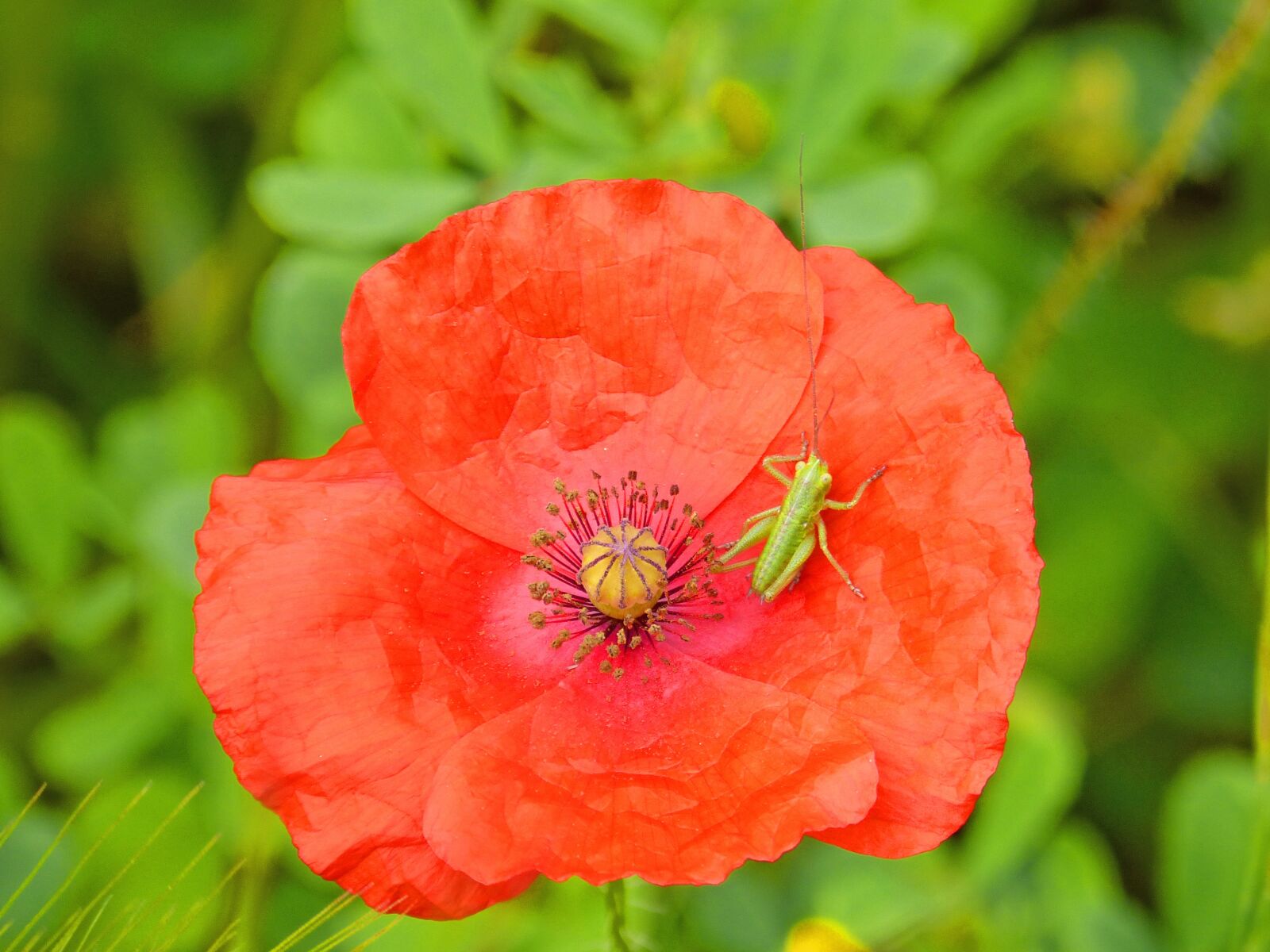 Panasonic DMC-FZ62 sample photo. Green grasshopper, poppy, small photography