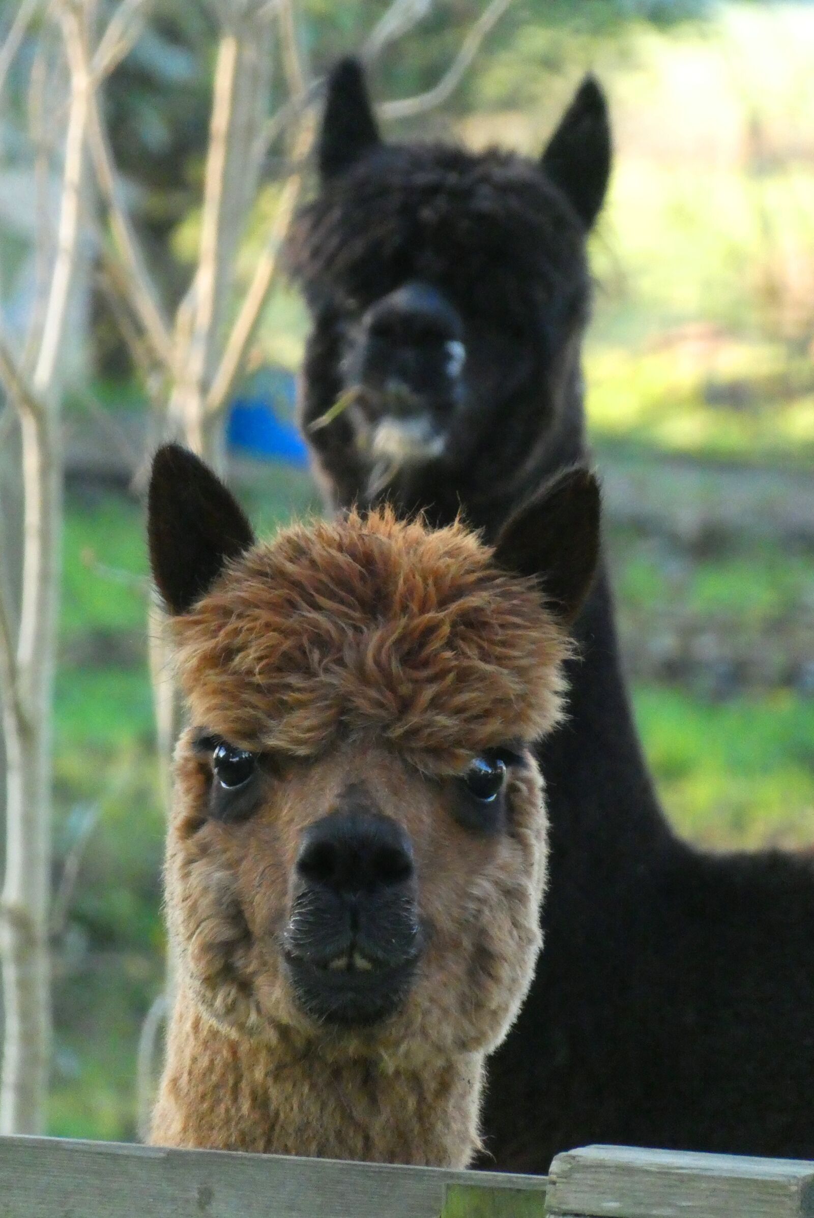 Panasonic Lumix DC-ZS70 (Lumix DC-TZ90) sample photo. Alpaca, head, coat photography