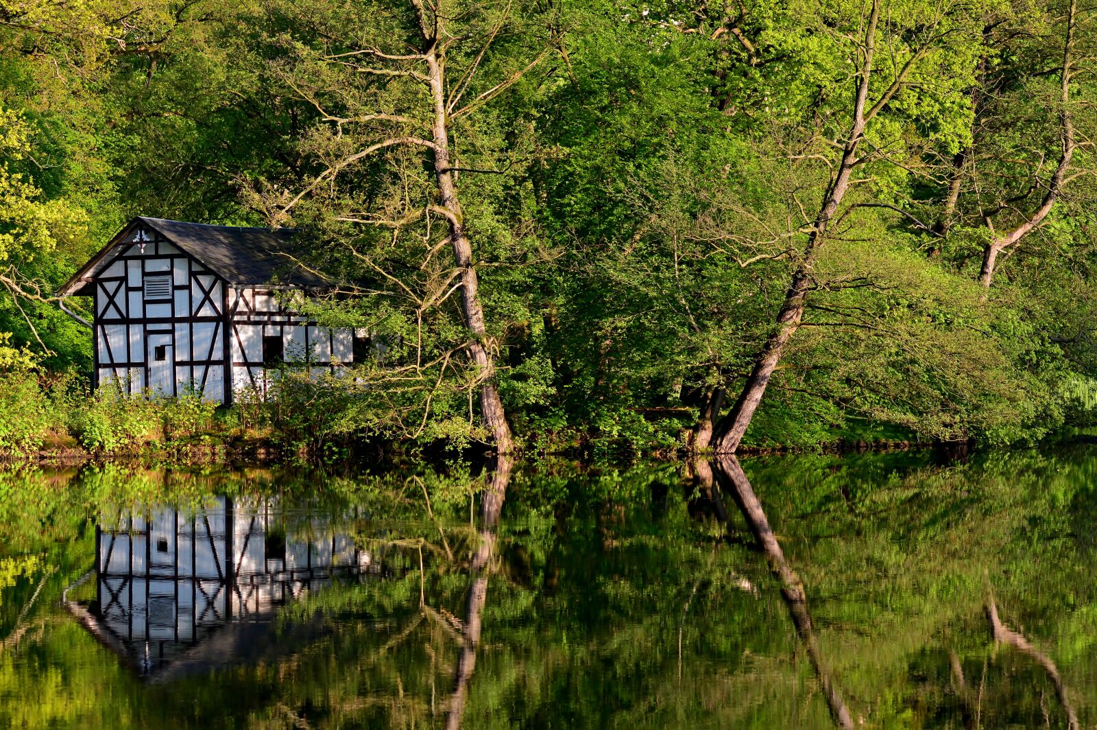 Nikon D5200 sample photo. Park lake, swan house photography