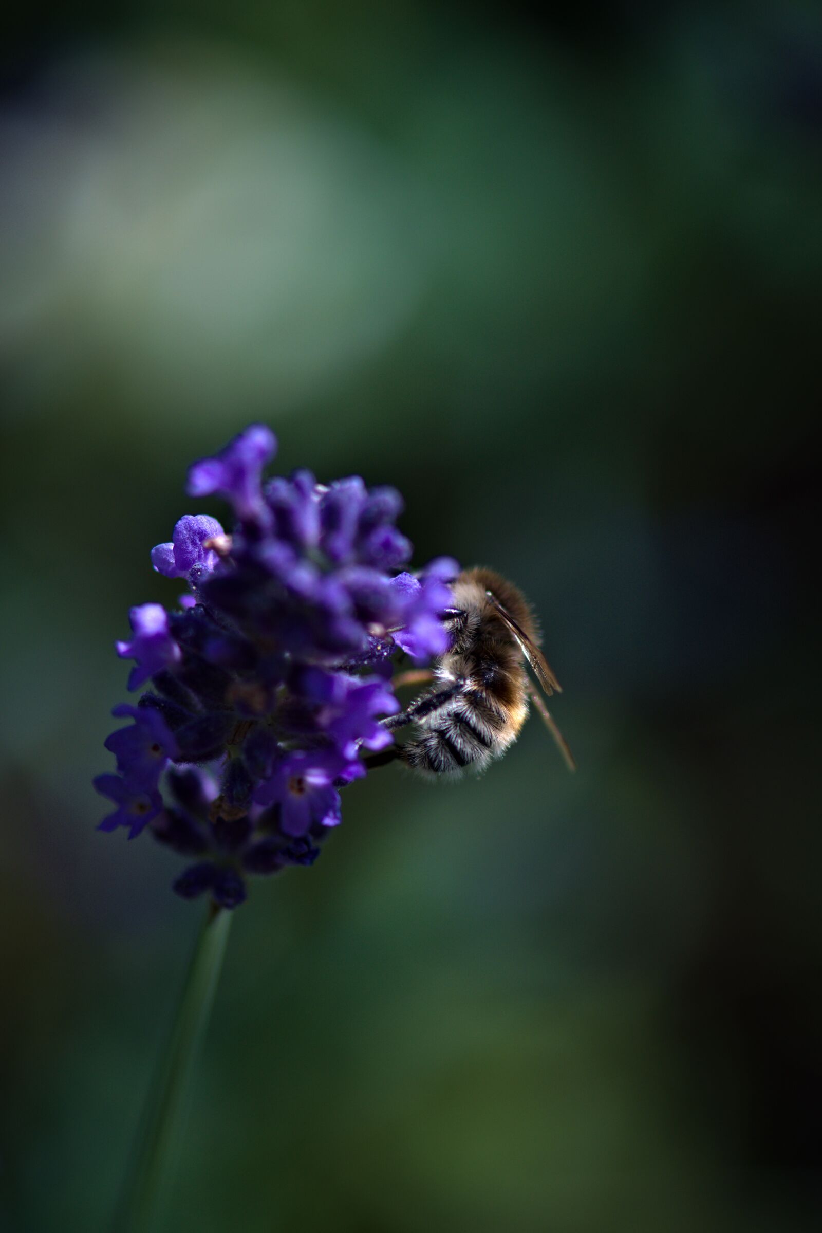 Nikon D5500 sample photo. Nature, flower, bee photography