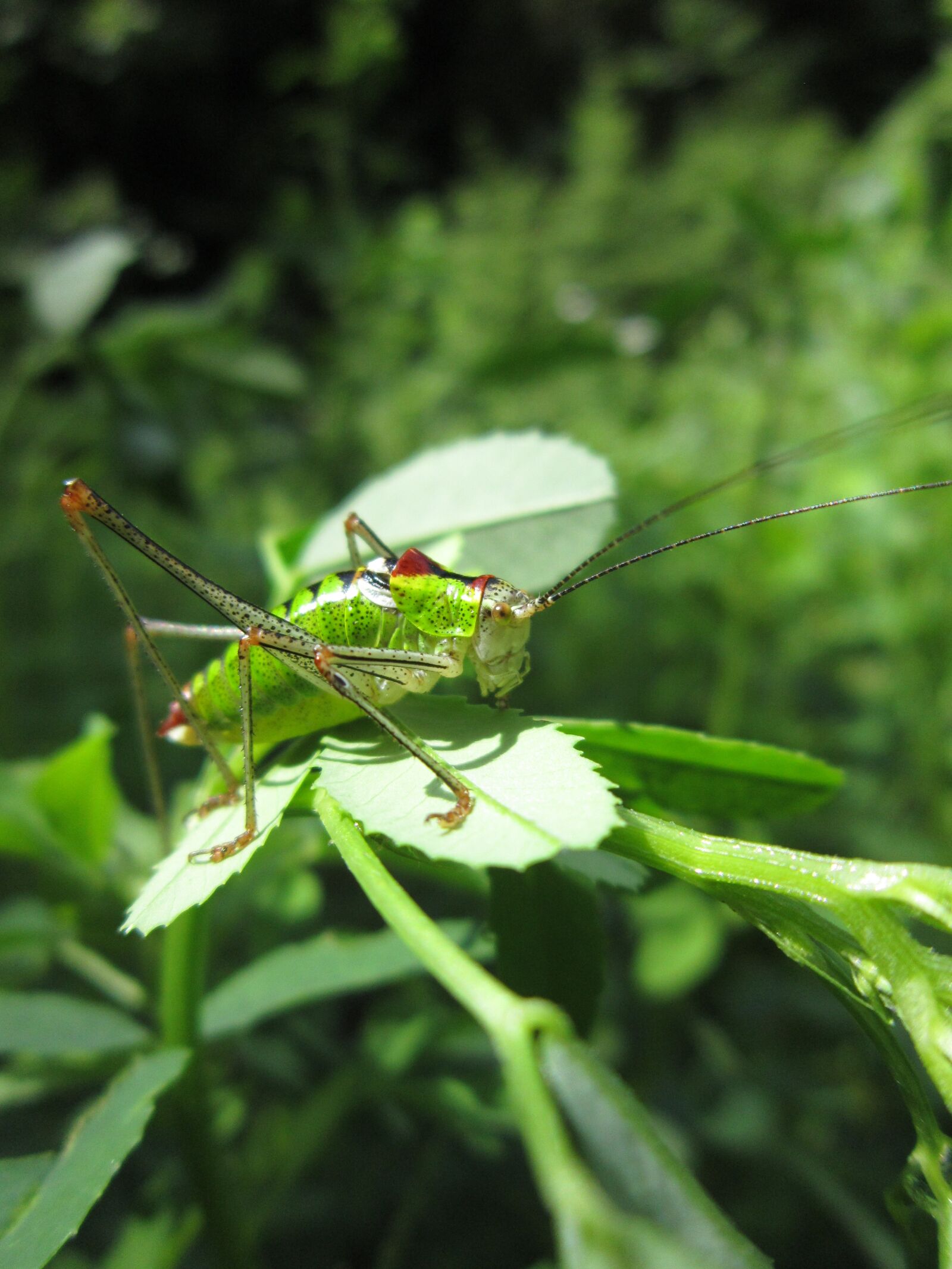 Canon PowerShot A3300 IS sample photo. Bug, insect, green photography