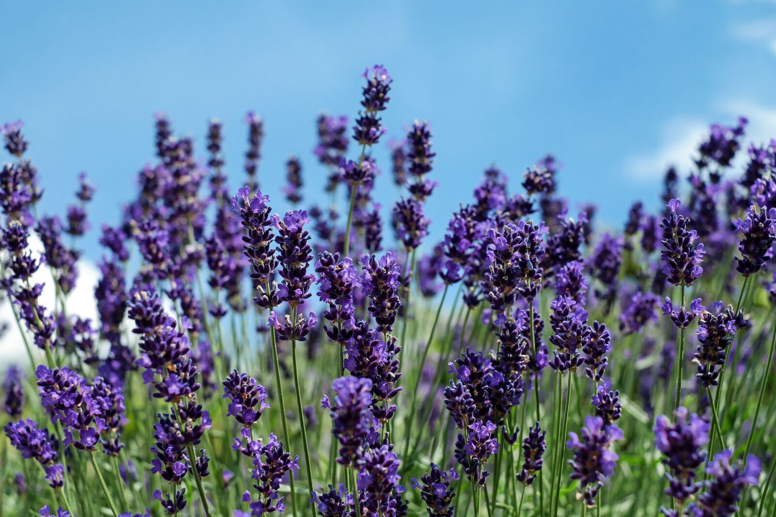 Fujifilm X-T10 + Fujifilm XF 35mm F1.4 R sample photo. Lavender, flowers, bloom photography
