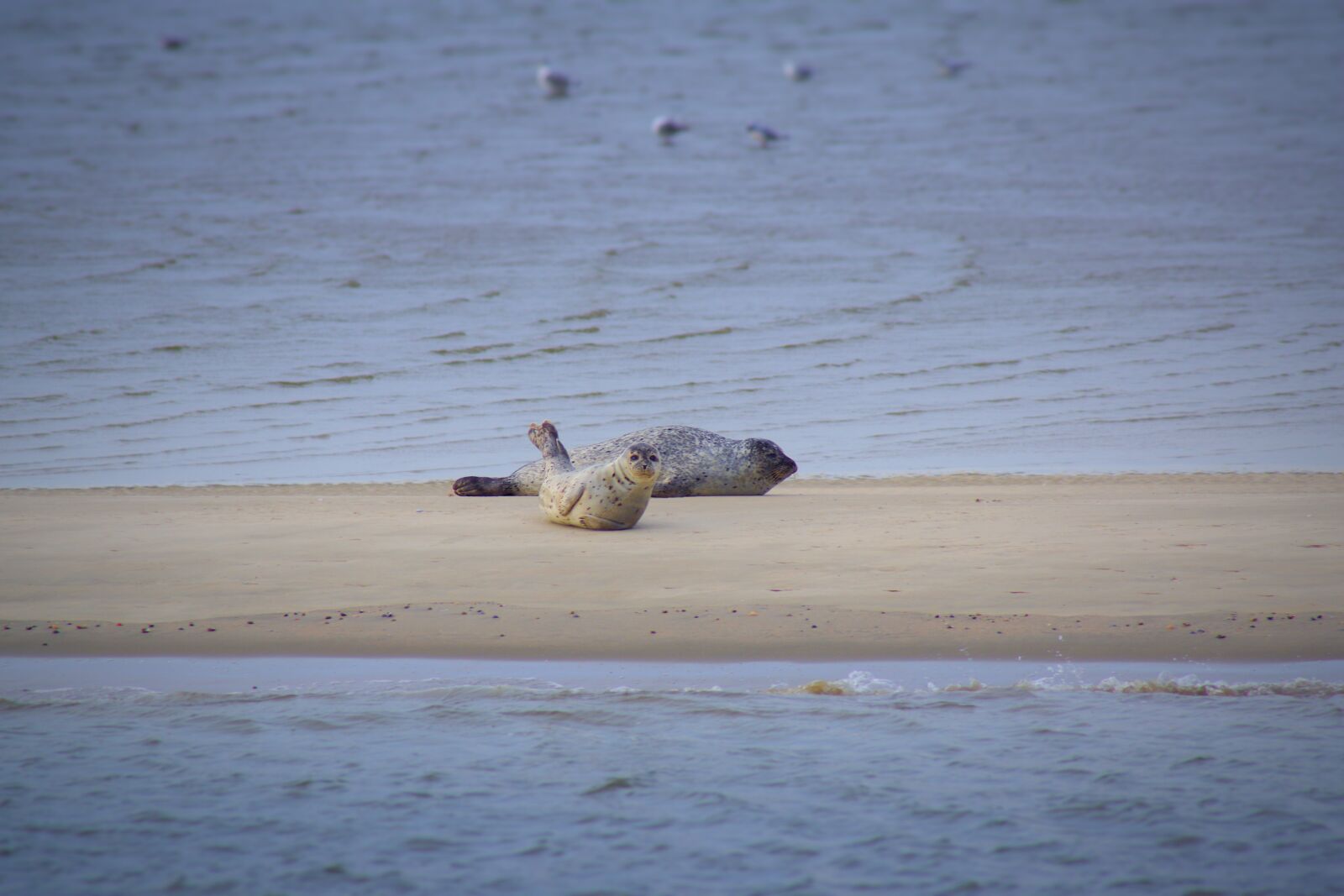 Pentax K-70 sample photo. Seals, sandbar, east frisia photography