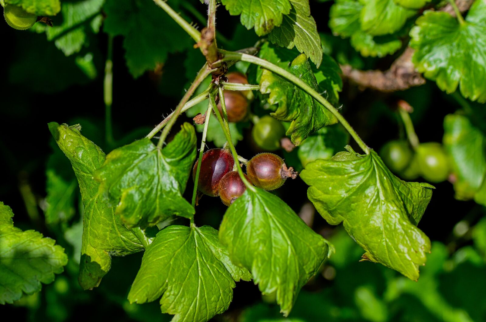 Nikon D7000 sample photo. Gooseberry, garden, nature photography