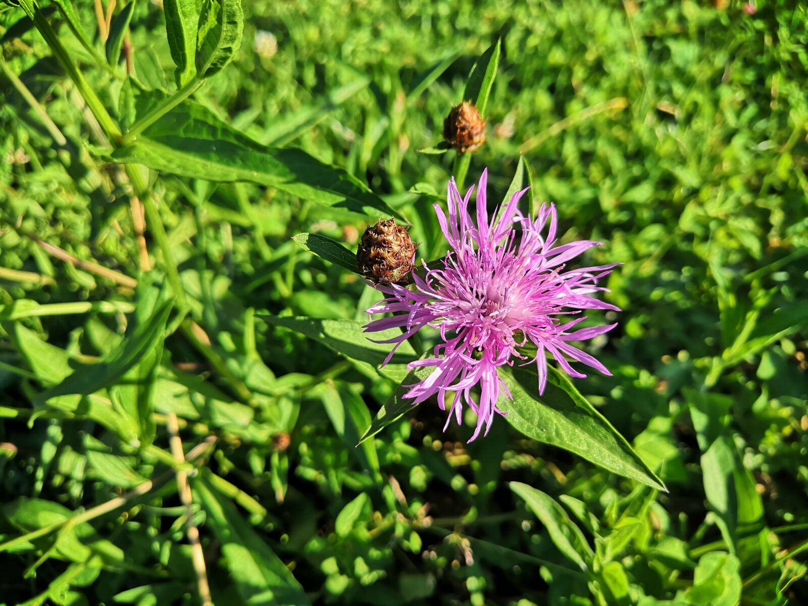 HUAWEI Honor 10 sample photo. Meadow, nature, flowers photography