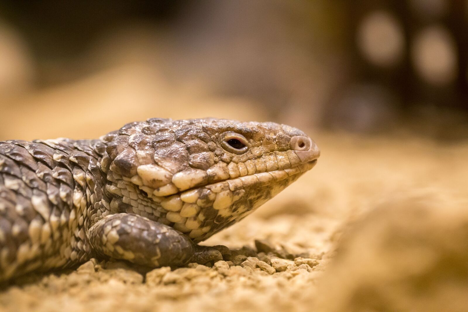 Canon EF 100mm F2.8L Macro IS USM sample photo. Australia, outback, animal photography