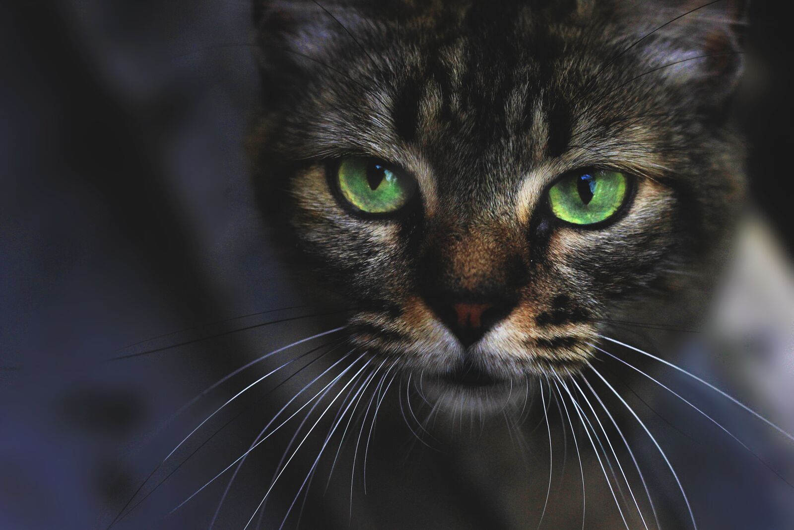 Canon EOS 600D (Rebel EOS T3i / EOS Kiss X5) + Canon EF 50mm F1.8 STM sample photo. Cat, feline, animals photography
